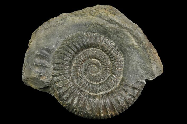Ammonite (Dactylioceras) Fossil - England #174299
